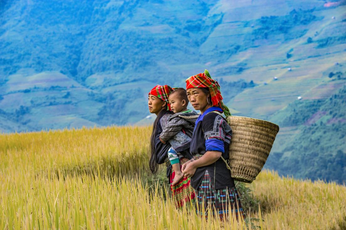 Life revolves around the rice growing cycle