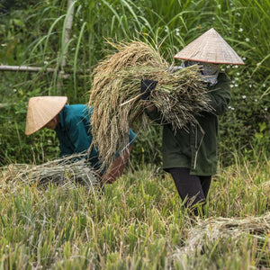 A visit to the rice fields