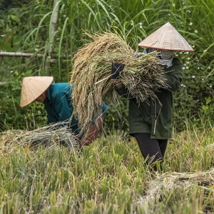 A visit to the rice fields