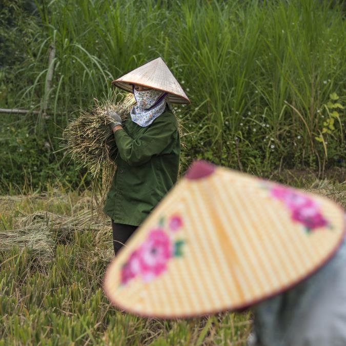 Locals work mainly on processing of yellow