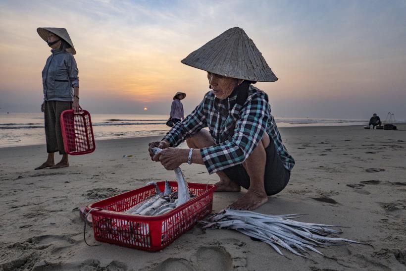 Sorting the fish in the local sea market, at dawn