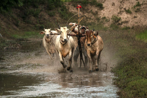 The Sene Dolta Festival