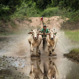 The bull race at the Sene Dolta Festival