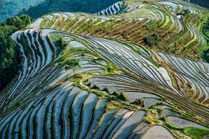 Rice terraces in Guilin