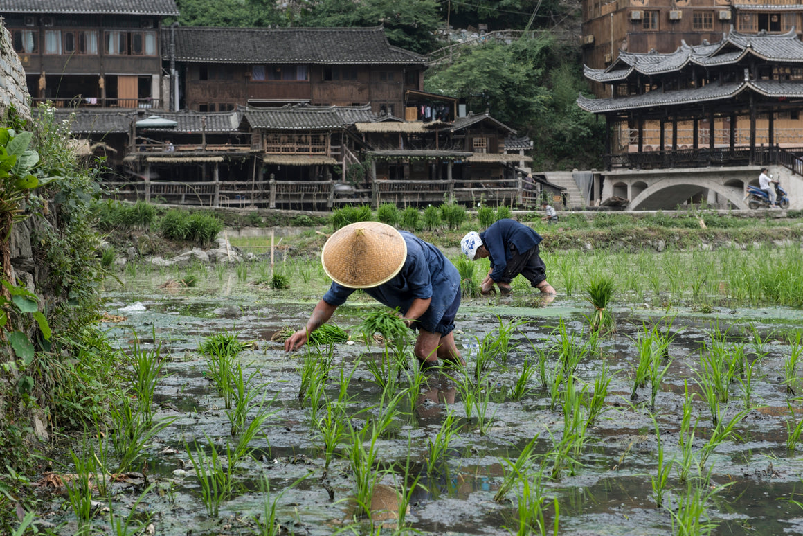 Rice terraces in Guilin