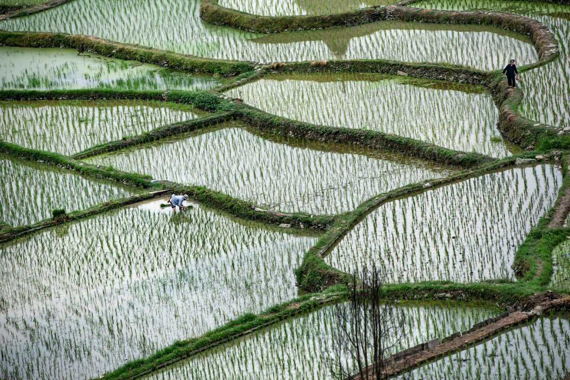 Rice terraces in Guilin