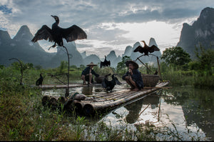 A skilled team of fishermen and cormorant on a bamboo raft