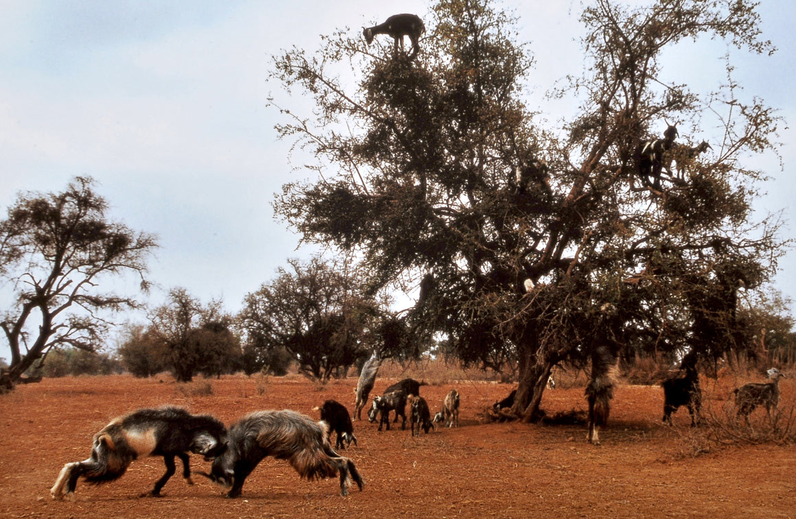 Goat duel